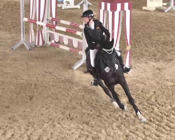 stallion Oky Doky (German Riding Pony, 2008, from Okay Big Bambu)