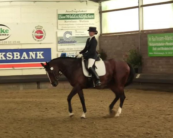 dressage horse Choclette-Cream (Rhinelander, 1998, from Champus)