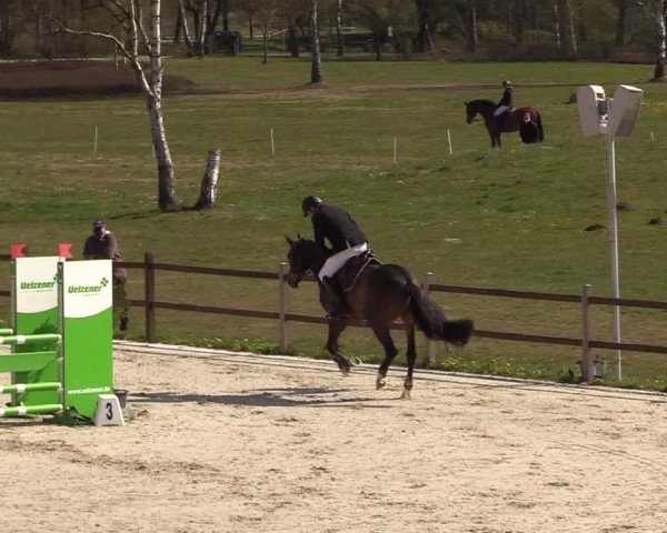 Reitturnier Westergellersen 2021