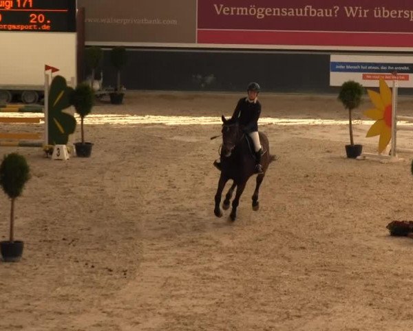 jumper Luigi 171 (Westphalian, 2001, from Lancer III)