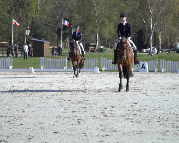 Reitturnier Westergellersen 2021
