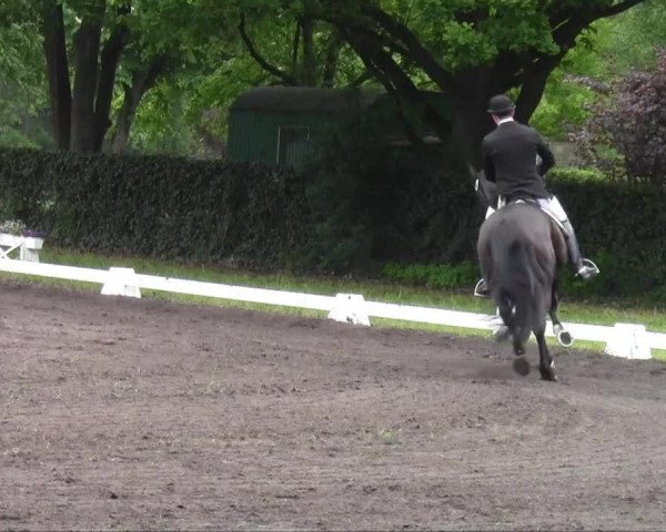 dressage horse Pikobello 10 (Westphalian, 2000, from Pik Labionics)