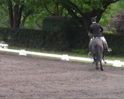 dressage horse Pikobello 10 (Westphalian, 2000, from Pik Labionics)