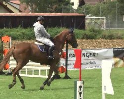 jumper Quito 31 (Westphalian, 2003, from Quidam's Rubin)