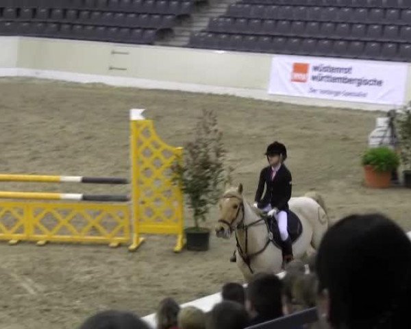 jumper Gandall (German Riding Pony, 2002, from Golden Son)