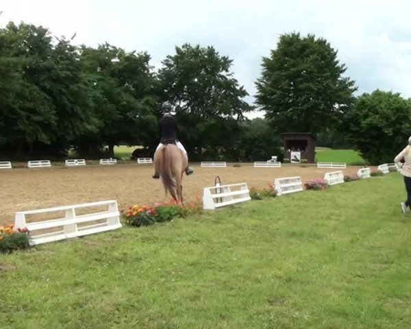 dressage horse Donavan W (German Riding Pony, 2006, from FS Don't Worry)