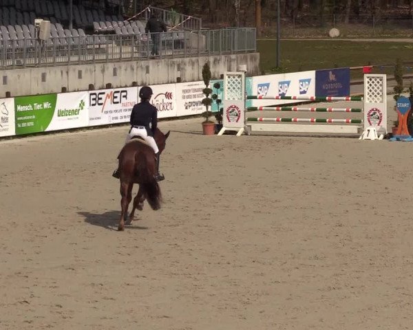 Reitturnier Westergellersen 2021
