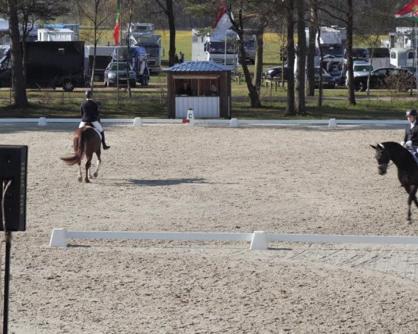 Reitturnier Westergellersen 2021