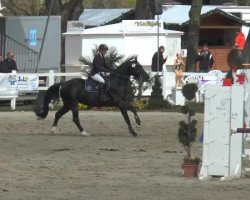 jumper A la Bonheur TS (Westphalian, 2009, from Arpeggio)