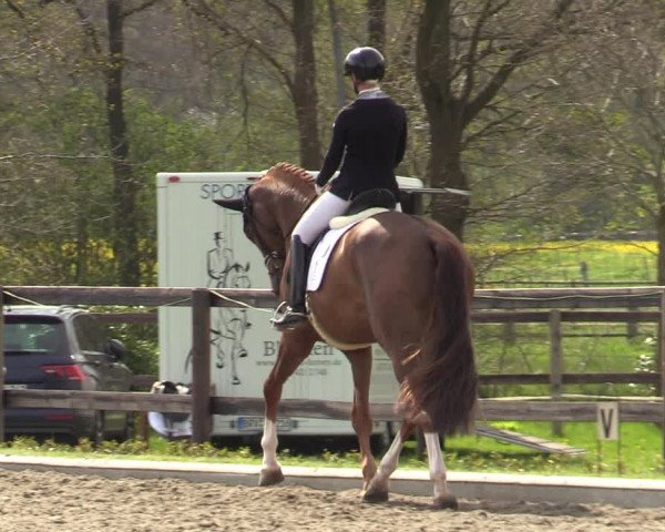 Reitturnier Schwanewede 2021