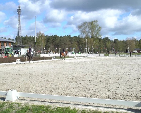 Reitturnier Westergellersen 2021