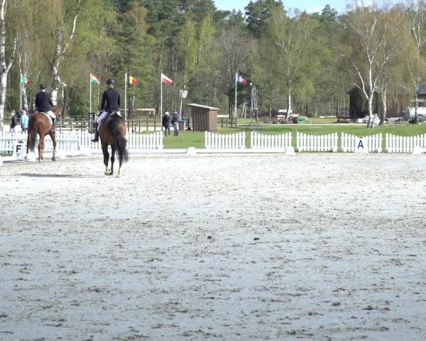 Reitturnier Westergellersen 2021