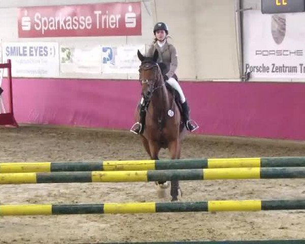 jumper Cataldo 5 (German Sport Horse, 2006, from Cashmaker) jumper Cataldo 5 (German Sport Horse, 2006, from Cashmaker)