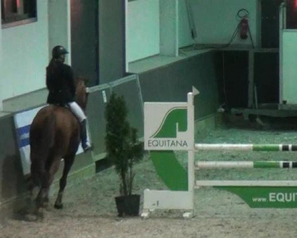 jumper She's a Lady 12 (German Sport Horse, 2003, from Samba Hit I)