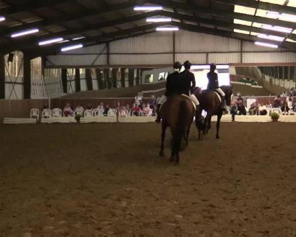 dressage horse Viviano (German Riding Pony, 2003, from Veneziano W)