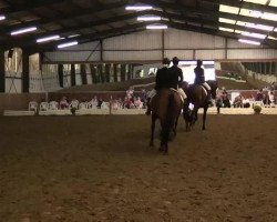 dressage horse Viviano (German Riding Pony, 2003, from Veneziano W)