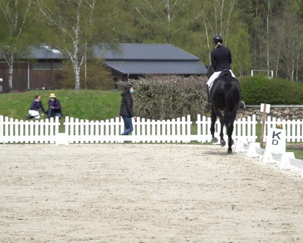 Reitturnier Westergellersen 2021