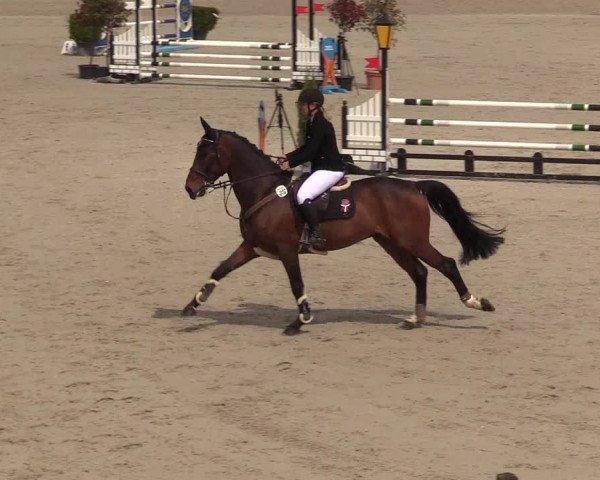 Reitturnier Westergellersen 2021