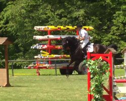 jumper Cantano M (Oldenburg, 2002, from Cantona)