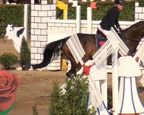 broodmare Spiegelburg (Oldenburg, 2004, from Stedinger) broodmare Spiegelburg (Oldenburg, 2004, from Stedinger)