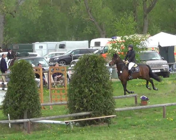 jumper Charly S 2 (Oldenburg, 2005, from Carry Gold)