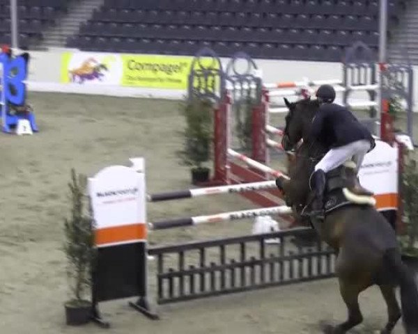 jumper Anyway (Oldenburg, 2005, from Abke 4)