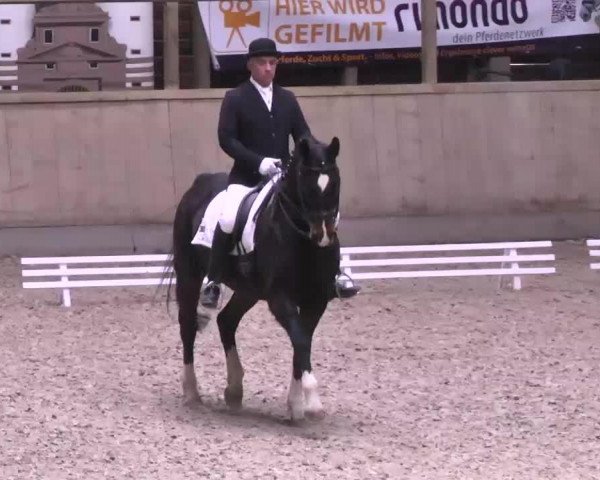 dressage horse Dornier 16 (Württemberger, 1996, from Dornenkönig)