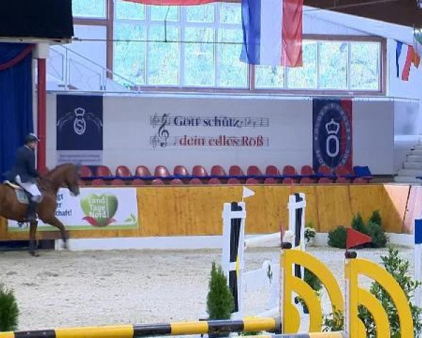 jumper Champagner 55 (Hanoverian, 2001, from Cordalme Z)