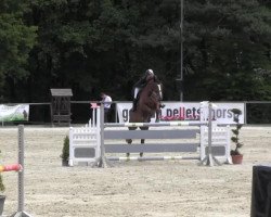 jumper Lara Rubin (Oldenburg show jumper, 2002, from Couleur Rubin)