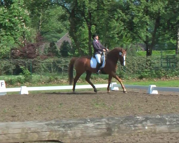 dressage horse Linaro 34 (Hanoverian, 2002, from Londonderry)