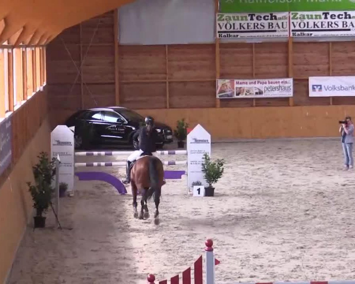 jumper Pik W (Hanoverian, 1999, from Pik L)