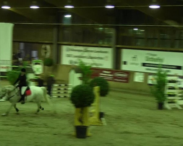 Springpferd Akut 12 (Hannoveraner, 2001, von As di Villagana)