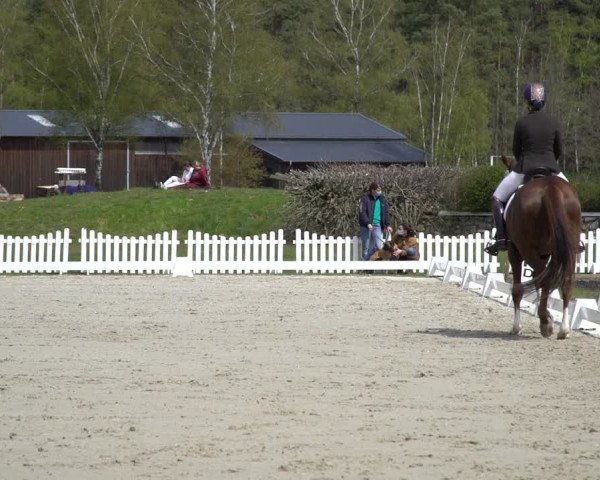 Reitturnier Westergellersen 2021