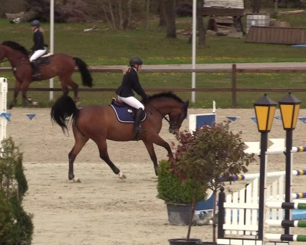 Reitturnier Westergellersen 2021
