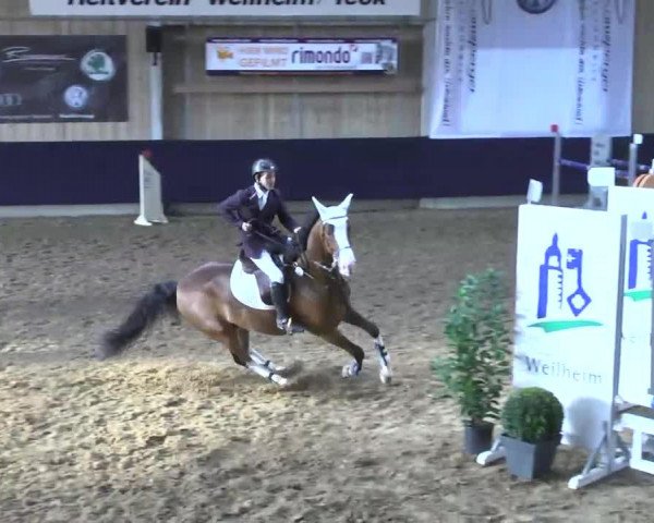 jumper Absalon 11 (Württemberger, 2005, from Acordelli)