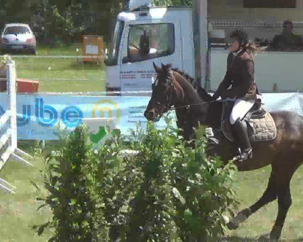 jumper Falk 188 (Hanoverian, 2000, from Fabriano)