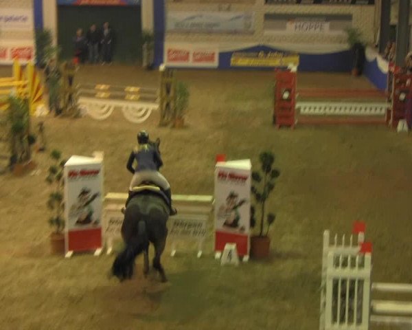 jumper Grafinus (Hanoverian, 1996, from Graf Grannus)