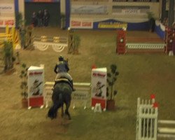 jumper Grafinus (Hanoverian, 1996, from Graf Grannus)