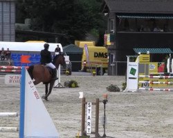jumper Christello (Hanoverian, 2004, from Concetto I)
