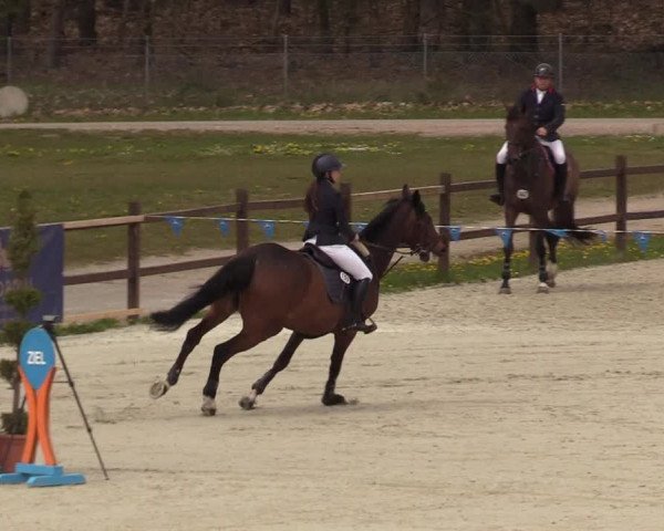 Reitturnier Westergellersen 2021