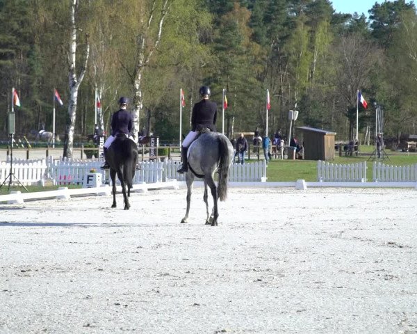 Reitturnier Westergellersen 2021