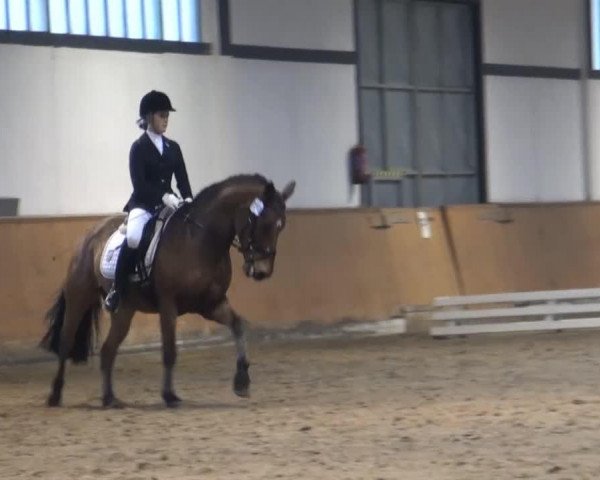 Dressurpferd Mescalero (Deutsches Reitpony, 2000, von Menelaos)