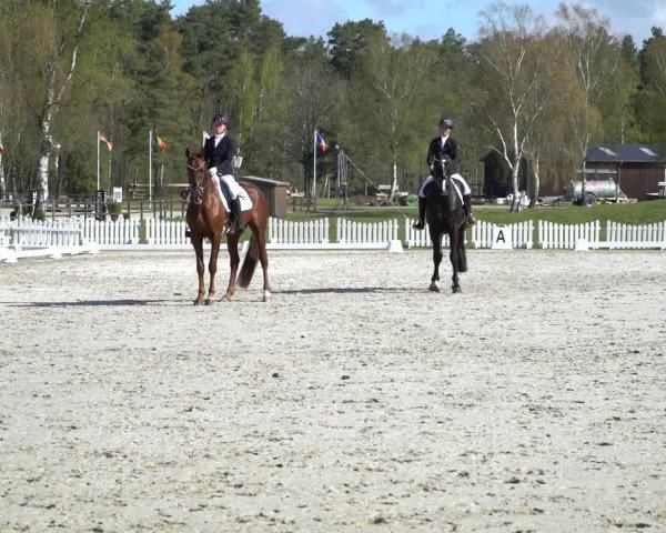 Reitturnier Westergellersen 2021