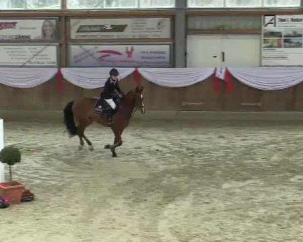 jumper Magic Sun (German Riding Pony, 2001, from Magic Main) jumper Magic Sun (German Riding Pony, 2001, from Magic Main)