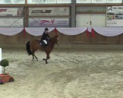 jumper Magic Sun (German Riding Pony, 2001, from Magic Main)