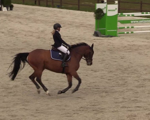 Reitturnier Westergellersen 2021
