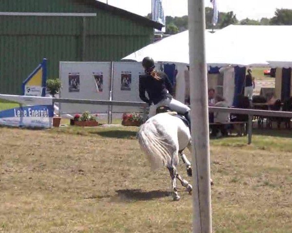 Springpferd Cobold A (Holsteiner, 2003, von Caretello B)