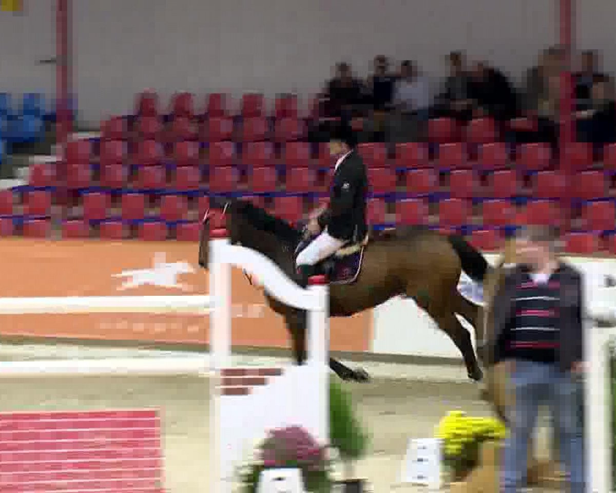 jumper Soter (Hanoverian, 2006, from Stakkato)