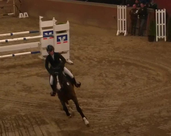jumper Cupido Z (Zangersheide riding horse, 2004, from Caridor)