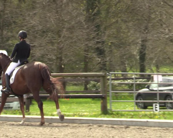 Reitturnier Schwanewede 2021